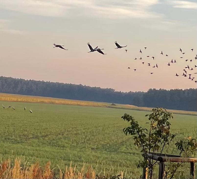 Ferienhaus Naturblick Villa Drahnsdorf Kültér fotó